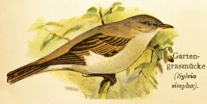 Garden warbler (Sylvia borin) historical illustration