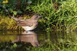 Garden warbler (Sylvia borin) sitting on the bank of a pond in springtime