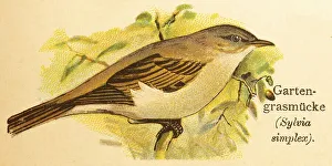 Garden warbler (Sylvia borin) World of birds