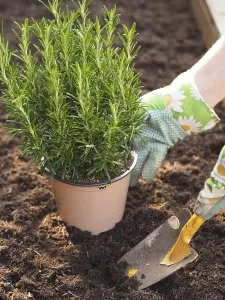 Gardening, man planting organic rosemary in his garden