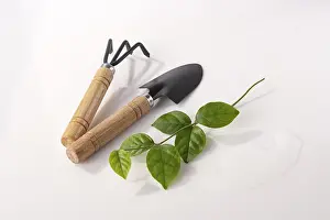 Gardening tools and a young shoot of a plant on a white glass
