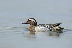 Garganey (Anas querquedula)