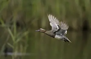 Garganey (Anas querquedula), adult male in flight