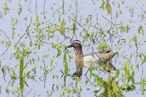 Garganey Duck on Water (Anas querquedula) Garganey Male Wildlife