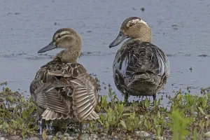 Garganey male and female standing next to each other on the water's edge