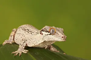 Gargoyle gecko (Rhacodactylus auriculatus)