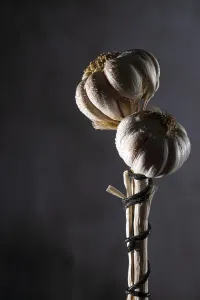 Garlic bulbs in front of a dark background