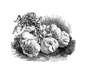 Garlic, historical illustration from: Theodore Long: General Illustrated Garden Book