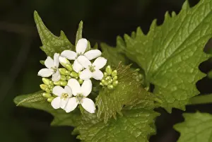 Garlic mustard (Alliaria petiolata)