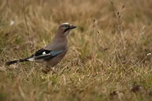 Garrulus glandarius, mockingjay, Poland