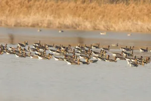 Gathering of geese in spring. Many geese on a lake in spring