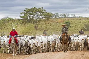 Gauchos herd cows, State of Mato Grosso, Brazil