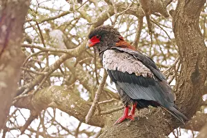 Gaukler, Kruger NP, S