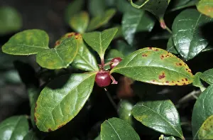 Gaultheria procumbens (Gaultheria procumbens)