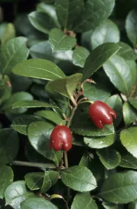 Gaultheria procumbens (Gaultheria procumbens)