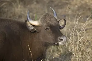 Gaur (Bos gaurus), adult female