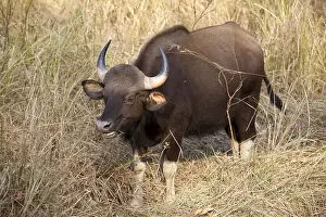 Gaur (Bos gaurus), adult female