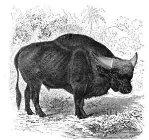 The gaur (Bos gaurus), common in South and Southeast Asia