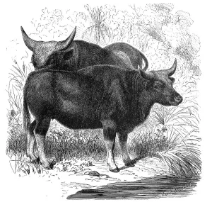 The gaur (Bos gaurus), common in South and Southeast Asia