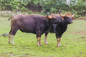 Two Gaur (Bos gaurus gaurus) stand on a green meadow