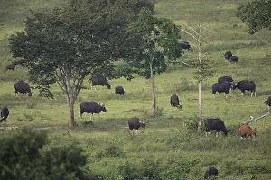 Gaur (Bos gaurus), Khiri Khan, Hua Hin