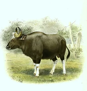 Gaur (Bos gaurus), the largest living representative of cattle