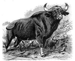 Gaur (Bos gaurus), the largest living representative of cattle