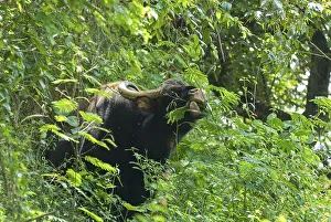 Gaur Indian bison (Bos gaurus) at Singara near Madumalai