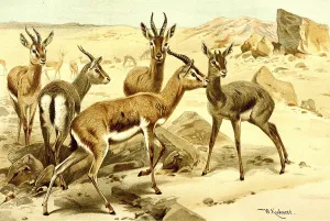 Gazelle (Gazella gazella), real gazelle