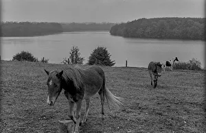 GDR, Carwitz, 15.09.1989, horse in the paddock near Carwitz