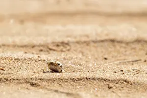 Gecko (Gekkonidae) in desert, Rhub al Khali, Oman