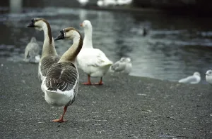 Geese in the Alton Baker Park in Eugene