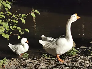 Geese (anseres) enjoying the sun on the banks of a river