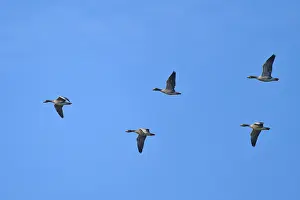 Five geese flying in formation through the clear blue sky