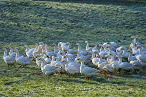 Geese gather in a tight group on a damp meadow