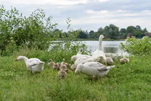 Geese graze on lake shore, poultry