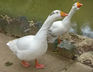 Two geese are grazed near a pond