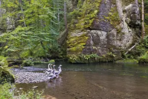 Geese standing in front of mossy sandstone rocks in the Kamenice River