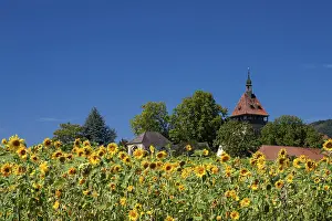 Geilweilerhof with sunflower field