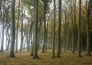 Geisterwald forest in Nienhagen