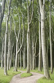 Geisterwald forest in Nienhagen