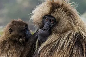 Gelada baboon (Theropithecus gelada)