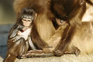 Gelada baboon (Theropithecus gelada)
