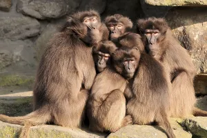 Gelada Baboons (Theropithecus gelada)