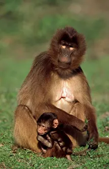 Gelada Baboons (Theropithecus gelada)