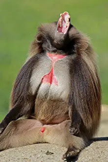 Gelada or Gelada Baboon (Theropithecus gelada)