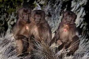 Three Gelada monkeys sitting close together in a meadow