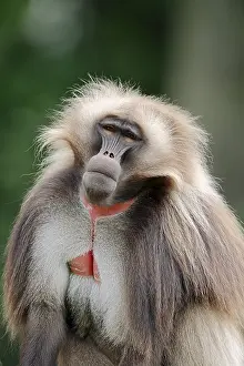 Gelada (Theropithecus gelada), male