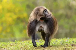 Gelada (Theropithecus gelada) male running over a meadow