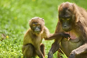 Gelada (Theropithecus gelada) mother with youngster sitting